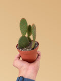 Opuntia 'Microdasys' (Bunny Ear Cactus) 4" Pot Austin Jungle Co.