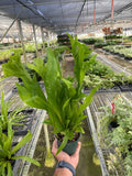 Fern 'Green Flame' Indoor Plants 4" Pot Austin Jungle Co.