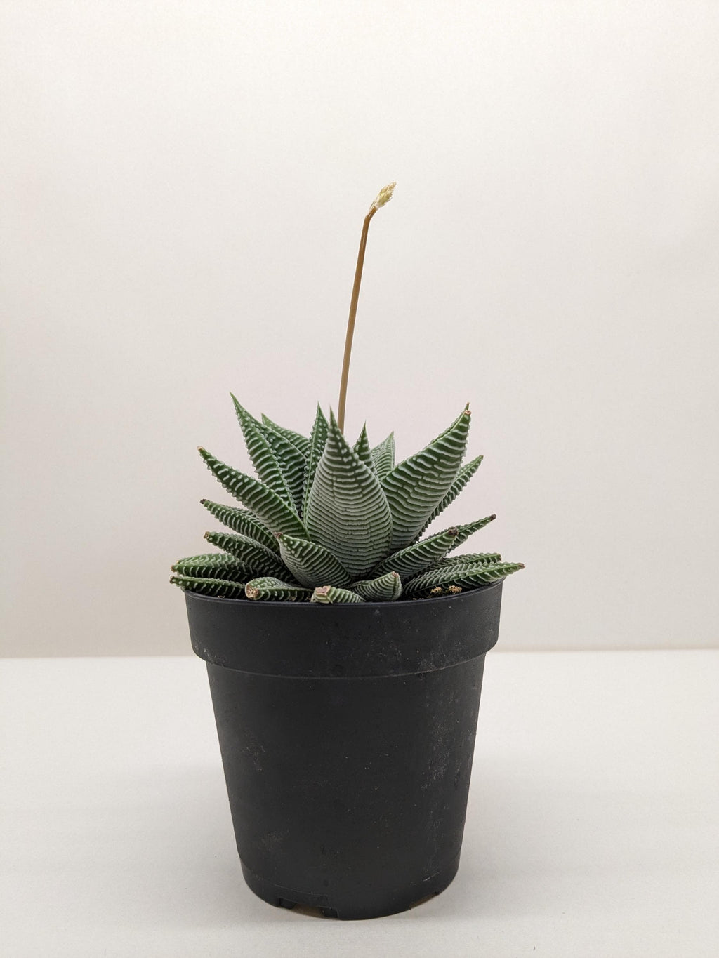 Succulent Haworthia Miami 3" Pot Austin Jungle Co.