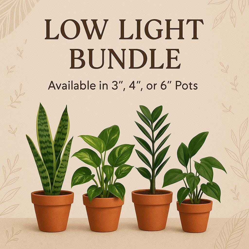 Low Light Plant Bundle‚ 4 Indoor Plants 4" Plant (4) 3" Bundle Austin Jungle Co.