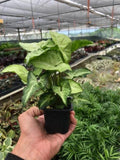 Syngonium White Butterfly 4" Plant 3" Pot Austin Jungle Co.