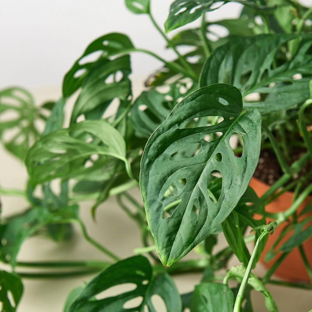 Monstera Adansonii 'Swiss Cheese' Indoor Plants 2" Pot / Nursery Pot Austin Jungle Co.