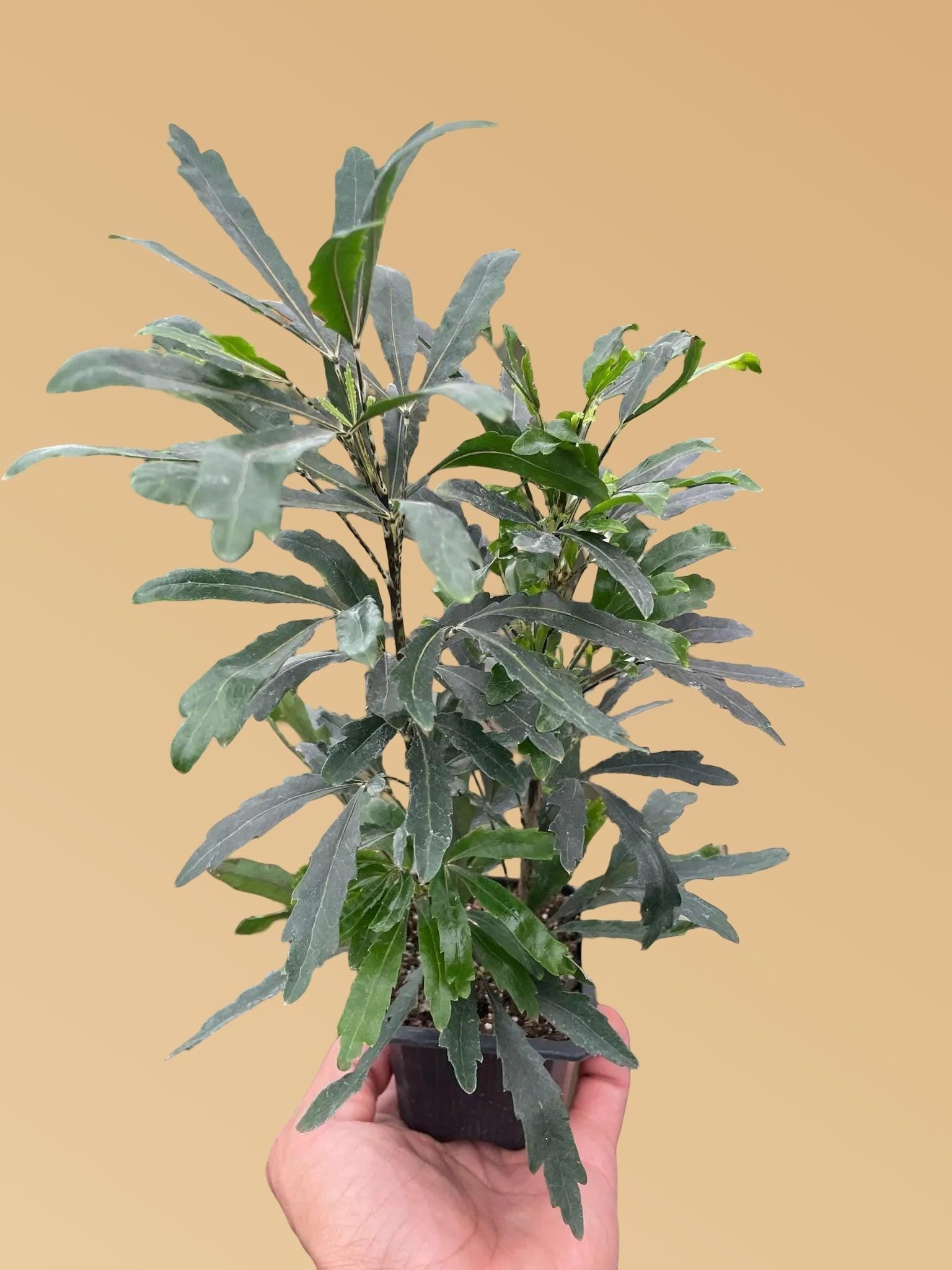 Aralia 'Green' Default 3" Pot Austin Jungle Co.