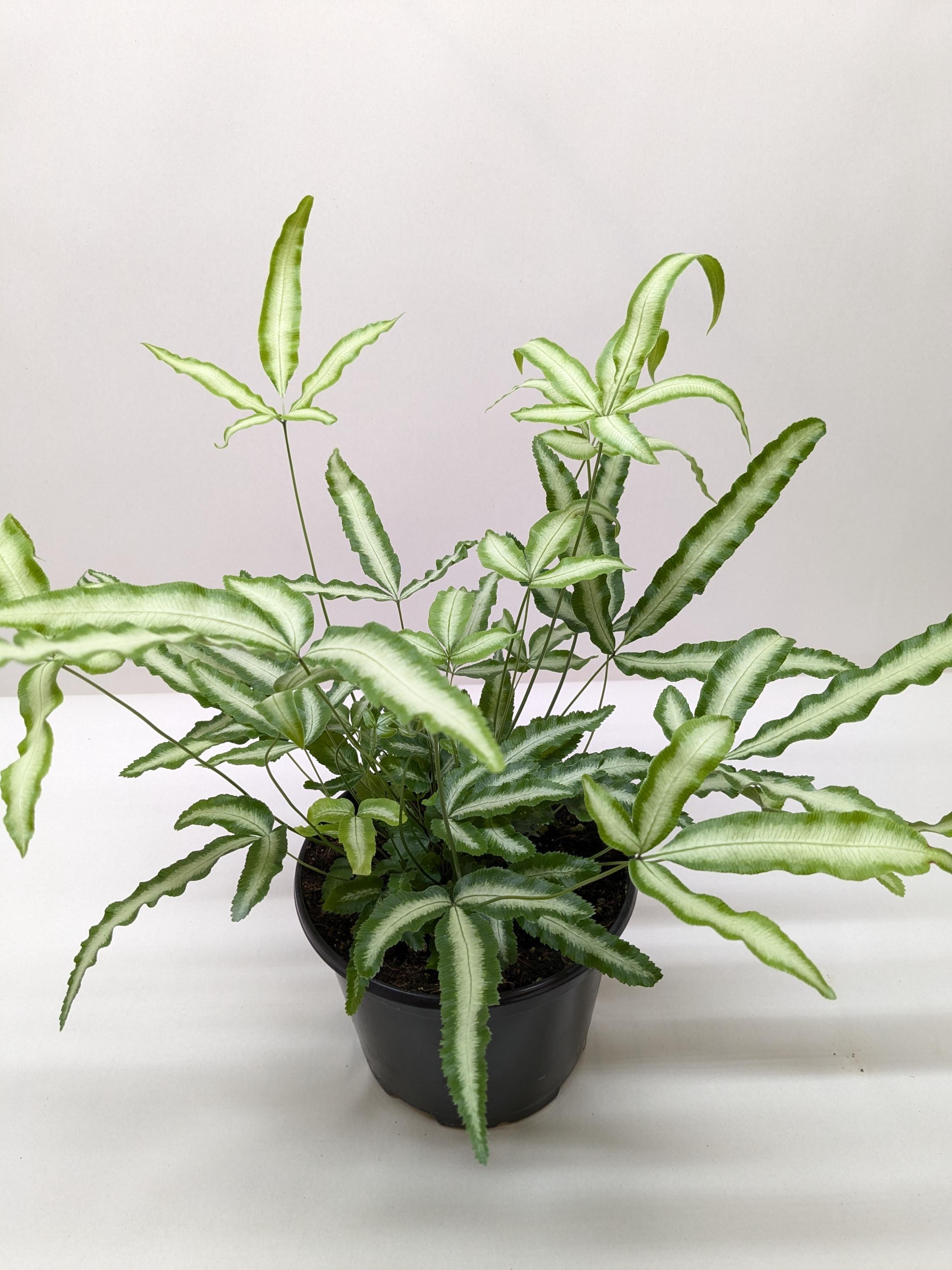 Pteris Cretica 'Albo Fern' Indoor Plants 6" Pot Austin Jungle Co.