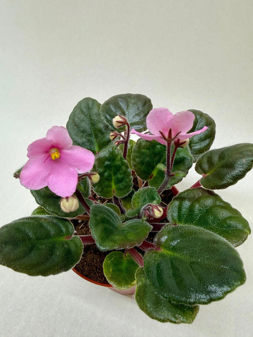 African Violet 'Pink' 4" Plant (1pk/$2) ($6 Ship/15oz) 4" Pot Austin Jungle Co.