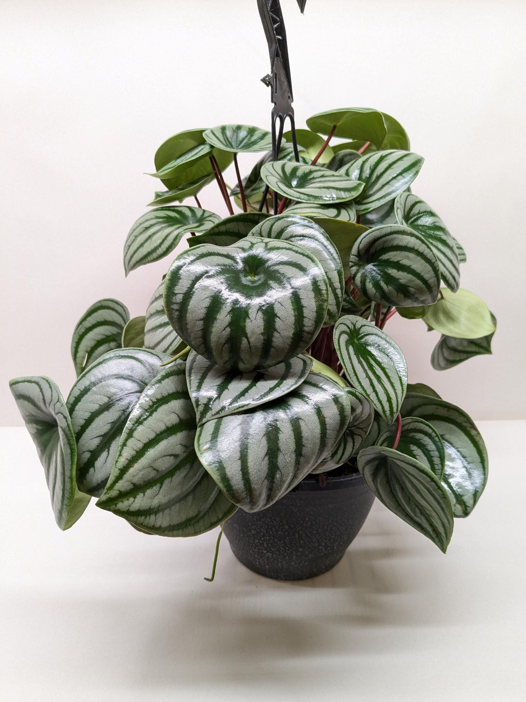 Peperomia Watermelon Indoor Plants 4" Pot / Terra Cotta Eco Pot Austin Jungle Co.