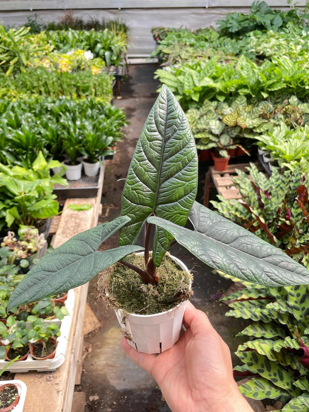 Alocasia 'Scalprum' Indoor Plants 4" Pot Austin Jungle Co.