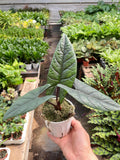 Alocasia 'Scalprum' Indoor Plants 4" Pot Austin Jungle Co.