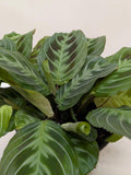 Maranta Black Default 6" Pot Austin Jungle Co.
