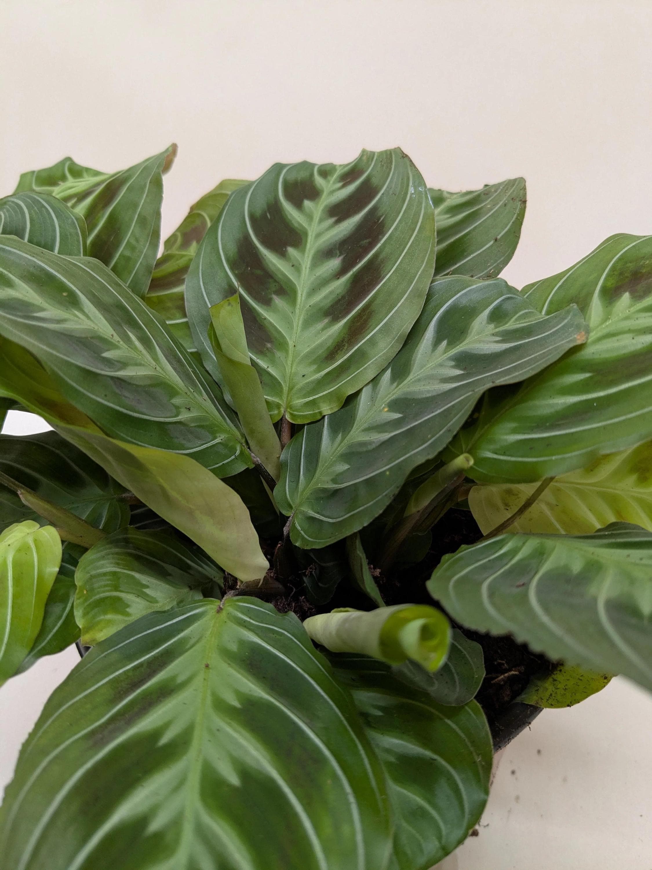 Maranta Black Default 6" Pot Austin Jungle Co.