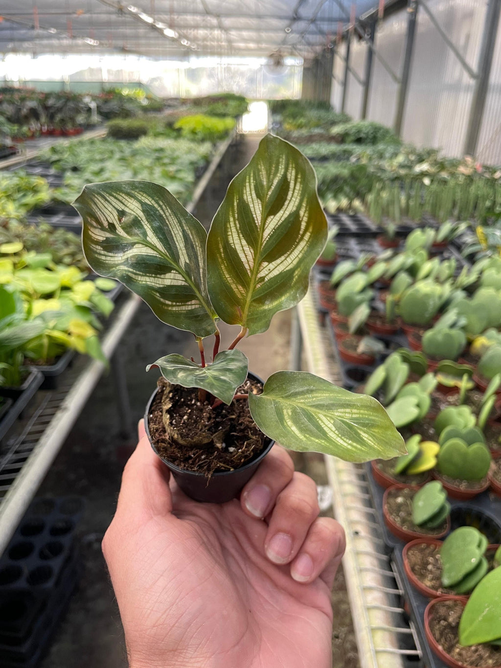 Calathea 'Makoyana' 4" Plant 2" Pot Austin Jungle Co.
