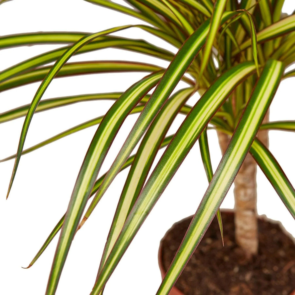 Dracaena Marginata 'Sunshine' Default 4" Pot Austin Jungle Co.