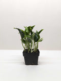 Pothos 'Shangri La' 3" Pot Austin Jungle Co.