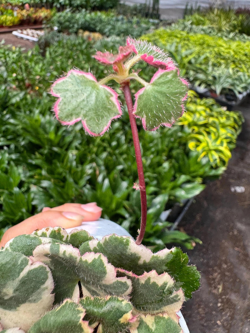 Saxifraga Tricolor Succulent 3" Pot Austin Jungle Co.