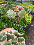 Saxifraga Tricolor Succulent 3" Pot Austin Jungle Co.