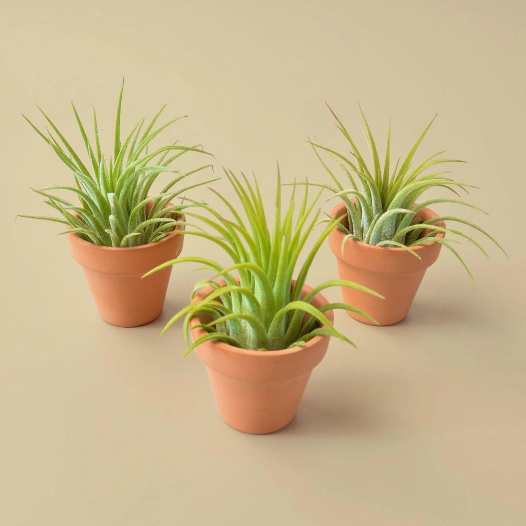 3 Pack - Ionantha Air Plants with Mini Terra Cotta Pots Air PLants Default Title Austin Jungle Co.