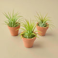 3 Pack - Ionantha Air Plants with Mini Terra Cotta Pots Air PLants Default Title Austin Jungle Co.