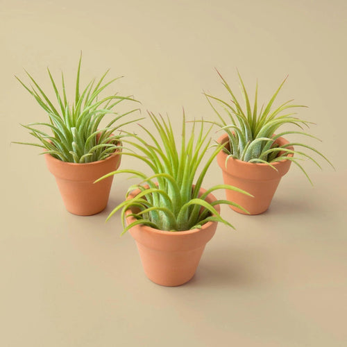 3 Pack - Ionantha Air Plants with Mini Terra Cotta Pots Air PLants Default Title Austin Jungle Co.