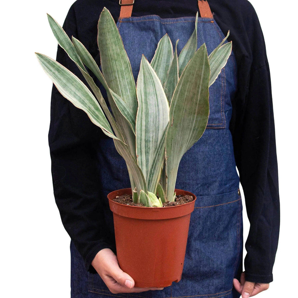 Snake Plant 'Sayuri' Indoor Plants 4" Pot Austin Jungle Co.