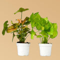 2 Syngonium Variety (Arrowhead Plant) - 4" Pot 4" Plant (2pk/$2) ($10 Ship/31oz) 4" Pot Austin Jungle Co.