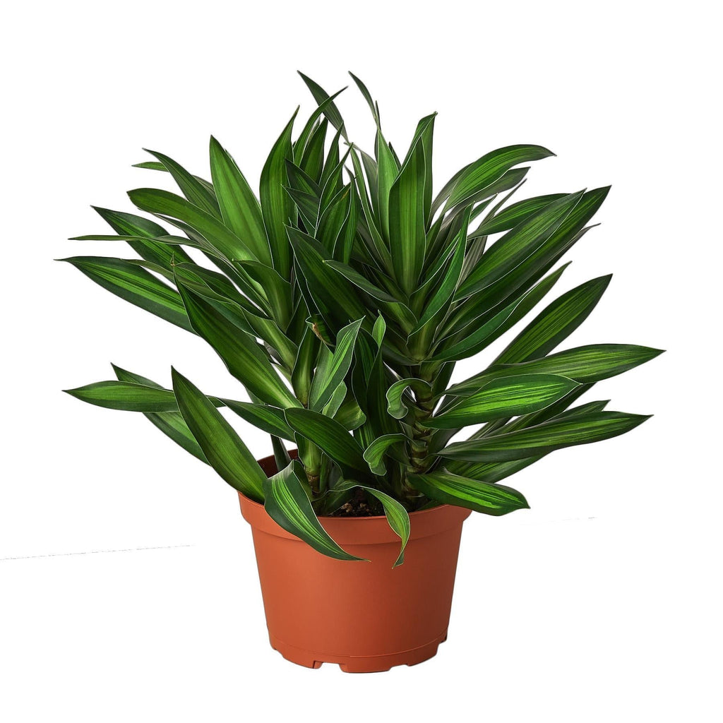 Dracaena 'Song of Jamaica' 6" Plant (1) ($10) 4" Pot Austin Jungle Co.
