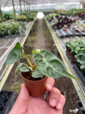 Philodendron 'Billietiae' Indoor Plants 2" Pot Austin Jungle Co.