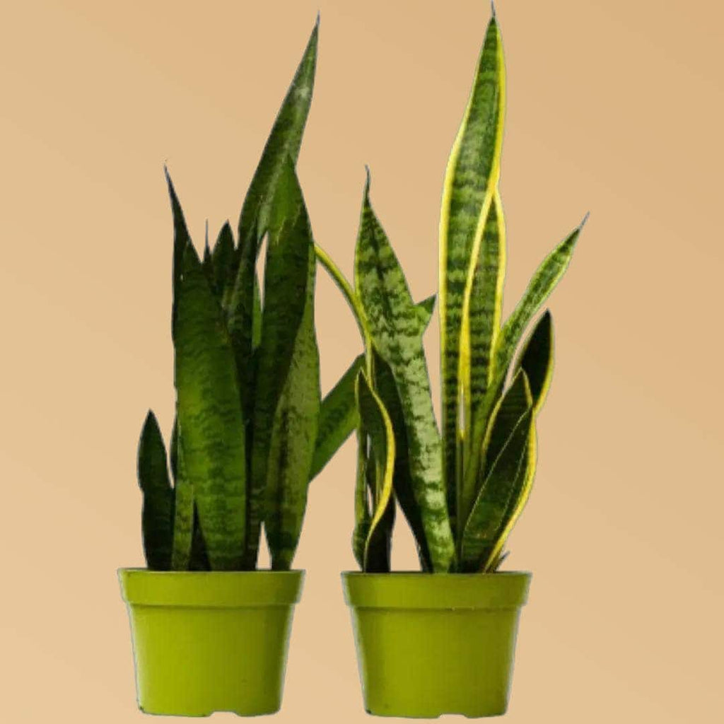 Snake Plant Variety Pack: 6" Sansevieria 6" Plant (2pk/$4.5) ($15 Ship/63oz) 6" Pot Austin Jungle Co.