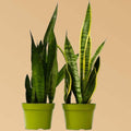 Snake Plant Variety Pack: 6" Sansevieria 6" Plant (2pk/$4.5) ($15 Ship/63oz) 6" Pot Austin Jungle Co.