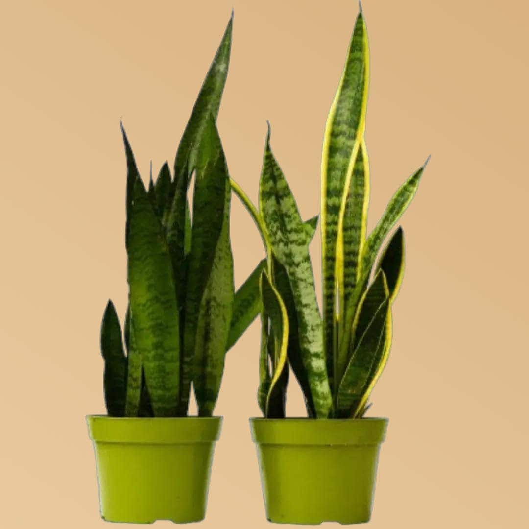 Snake Plant Variety Pack: 6" Sansevieria 6" Plant (2pk/$4.5) ($15 Ship/63oz) 6" Pot Austin Jungle Co.