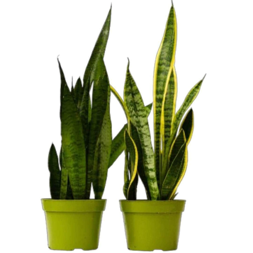 Snake Plant Variety Pack: 6" Sansevieria 6" Plant (2pk/$4.5) ($15 Ship/63oz) 6" Pot Austin Jungle Co.