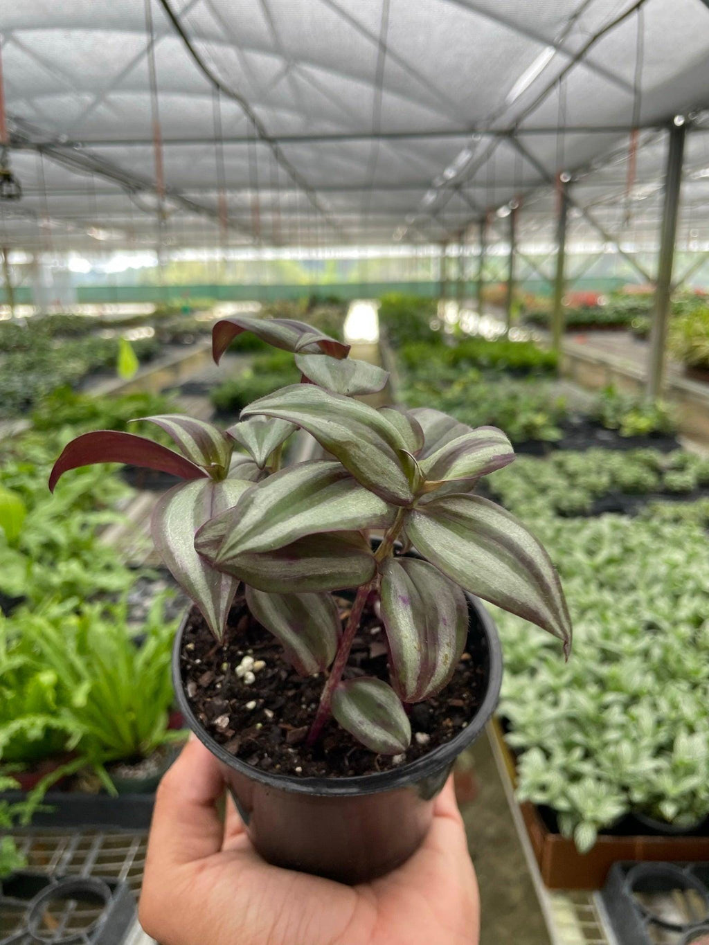 Tradescantia Zebrina 'Wandering Dude' Indoor Plants 4" Pot Austin Jungle Co.