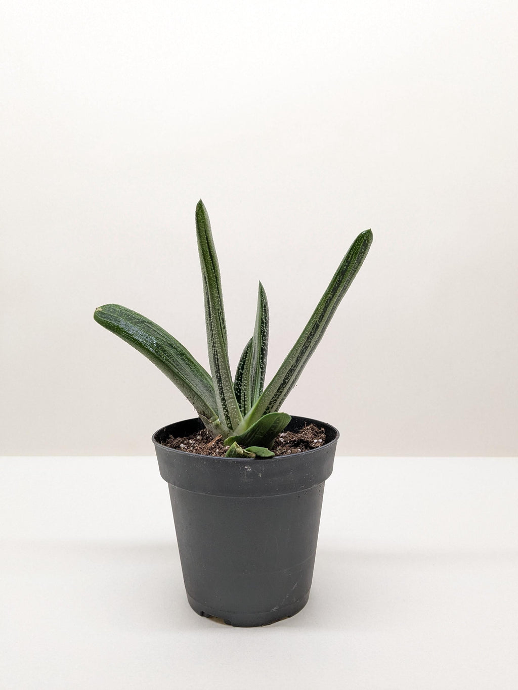 Succulent Gasteria Little Warty 4" Pot Austin Jungle Co.