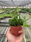 Hoya Chouke 4" Plant 4" Pot Austin Jungle Co.
