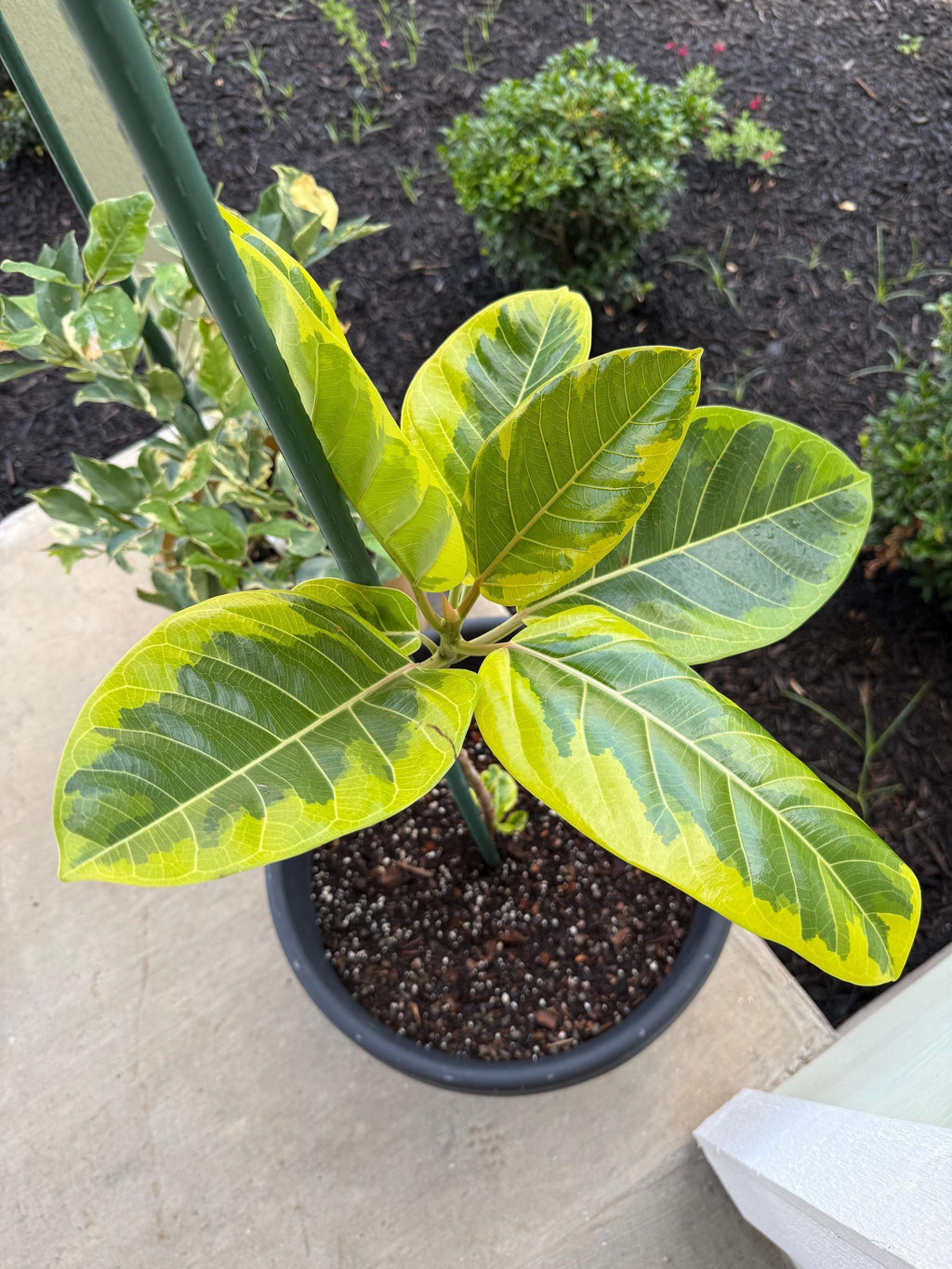 Ficus Altissima 'Yellow Gem' Indoor Plants 4" Pot Austin Jungle Co.
