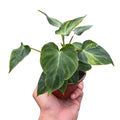 Philodendron 'Verrucosum' Indoor Plants 4" Pot Austin Jungle Co.