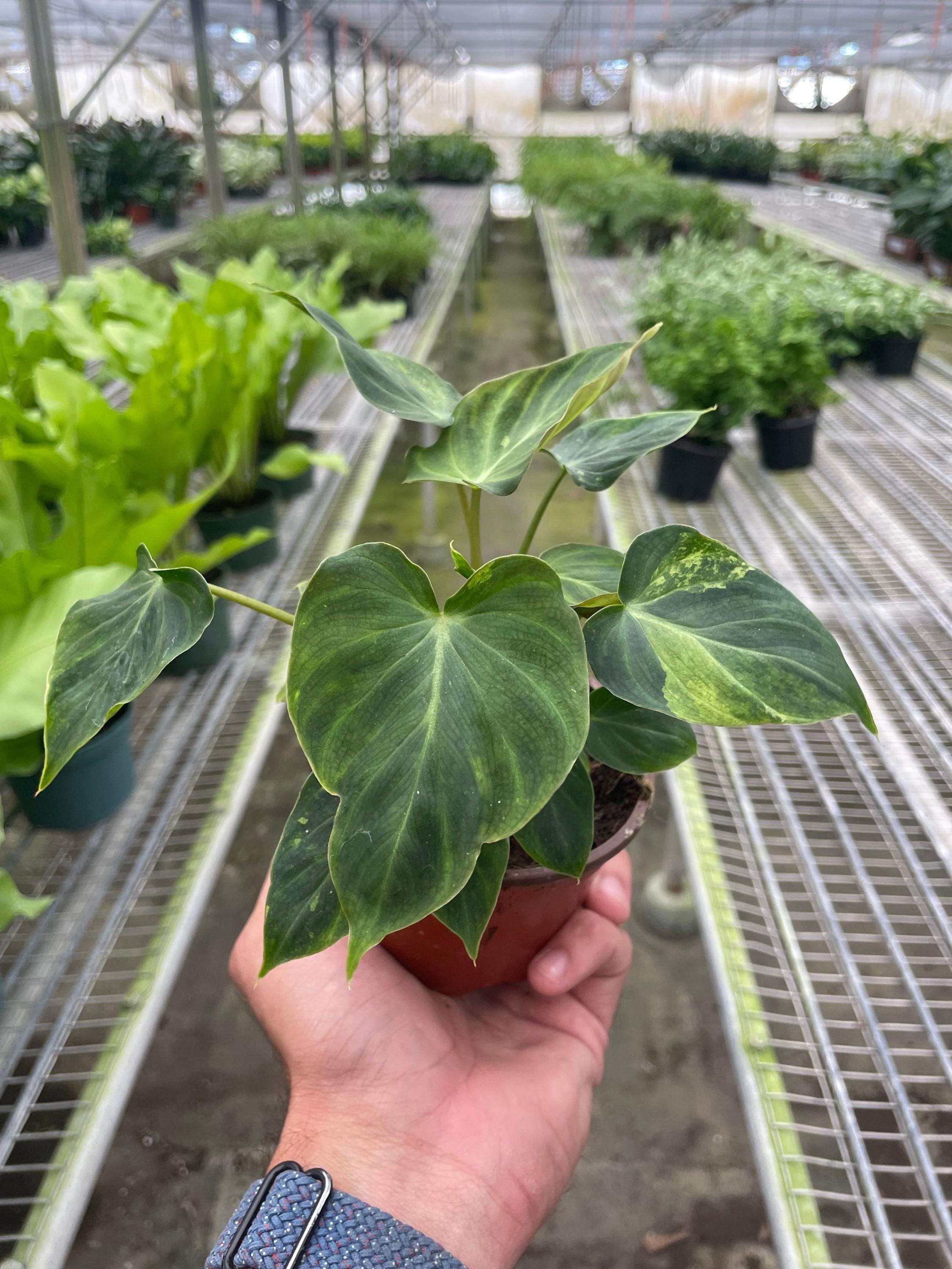 Philodendron 'Verrucosum' Indoor Plants 4" Pot Austin Jungle Co.