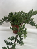 Bonsai Juniper 4" Pot Austin Jungle Co.
