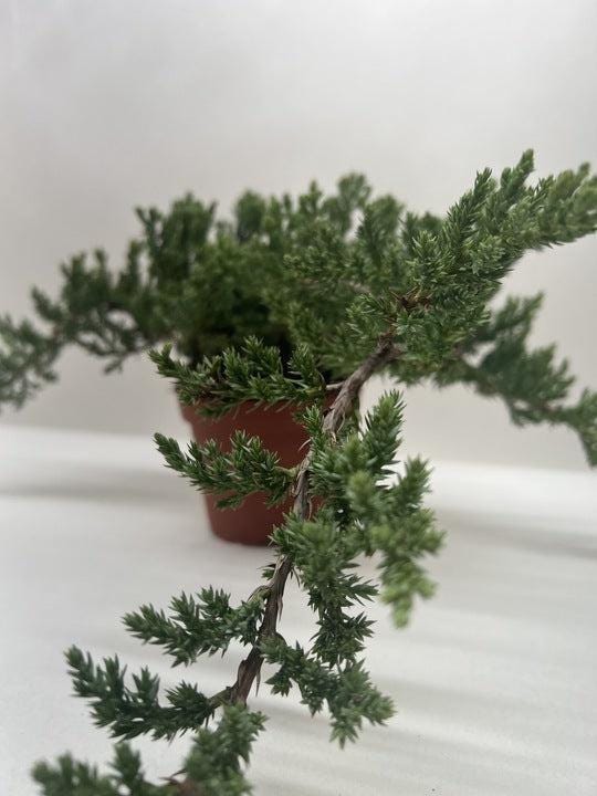 Bonsai Juniper 4" Pot Austin Jungle Co.