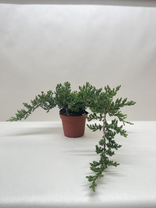 Bonsai Juniper 4" Pot Austin Jungle Co.