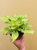 Philodendron 'Xanadu' Variegated Indoor Plants 6" Pot Austin Jungle Co.