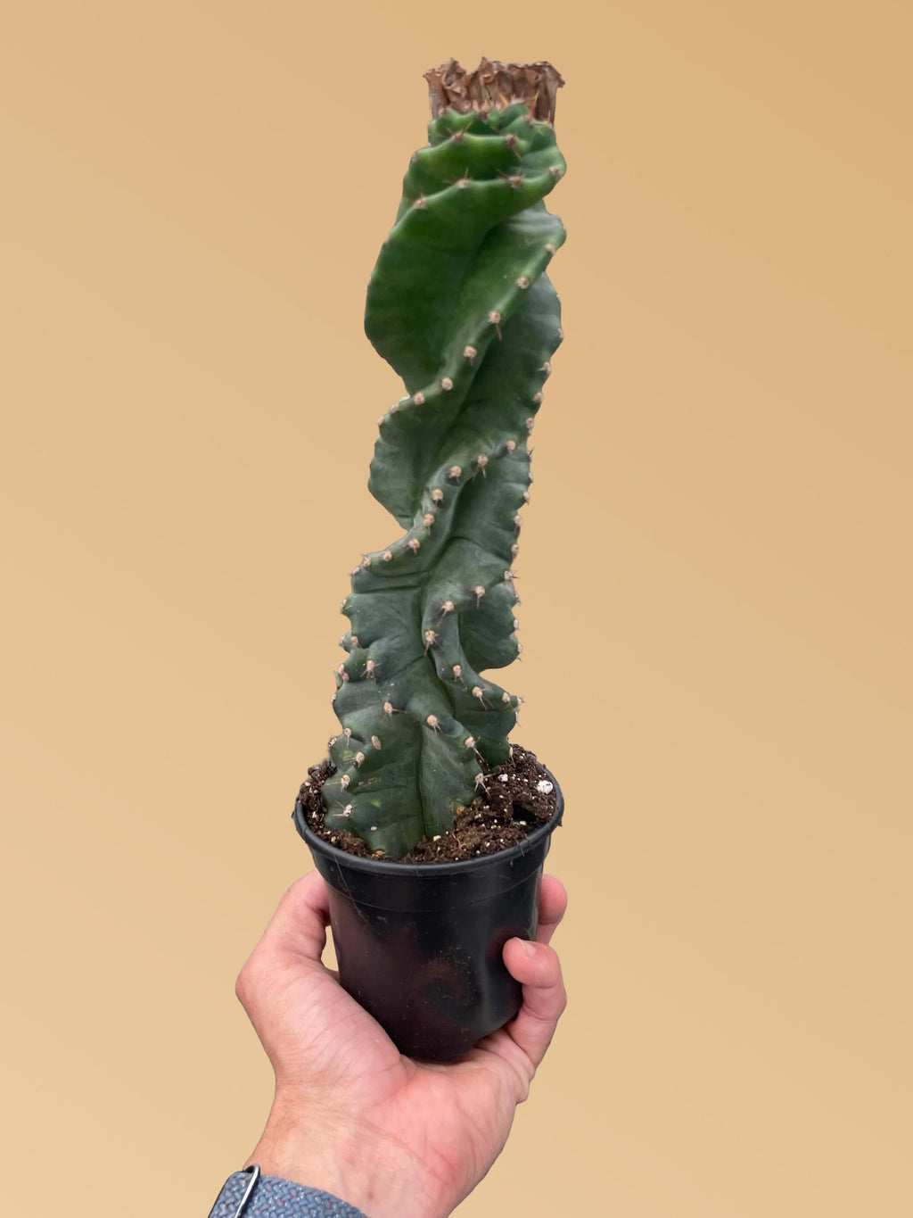 Cereus forbesii 'Spiralis' Indoor Plants 4" Pot Austin Jungle Co.