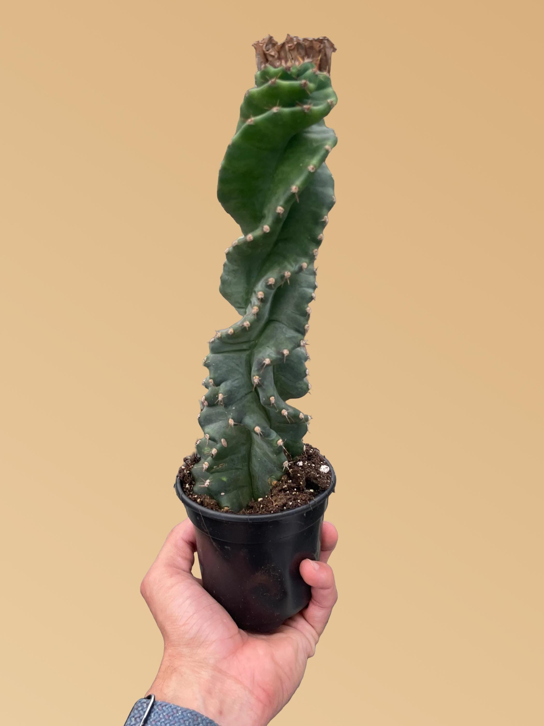 Cereus forbesii 'Spiralis' Indoor Plants 4" Pot Austin Jungle Co.