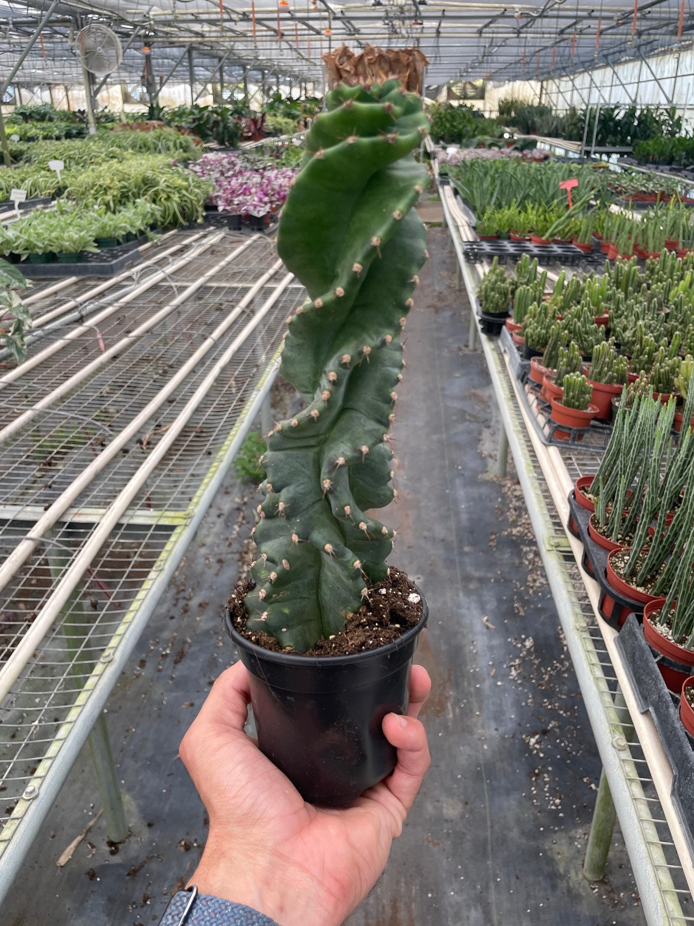 Cereus forbesii 'Spiralis' Indoor Plants 4" Pot Austin Jungle Co.