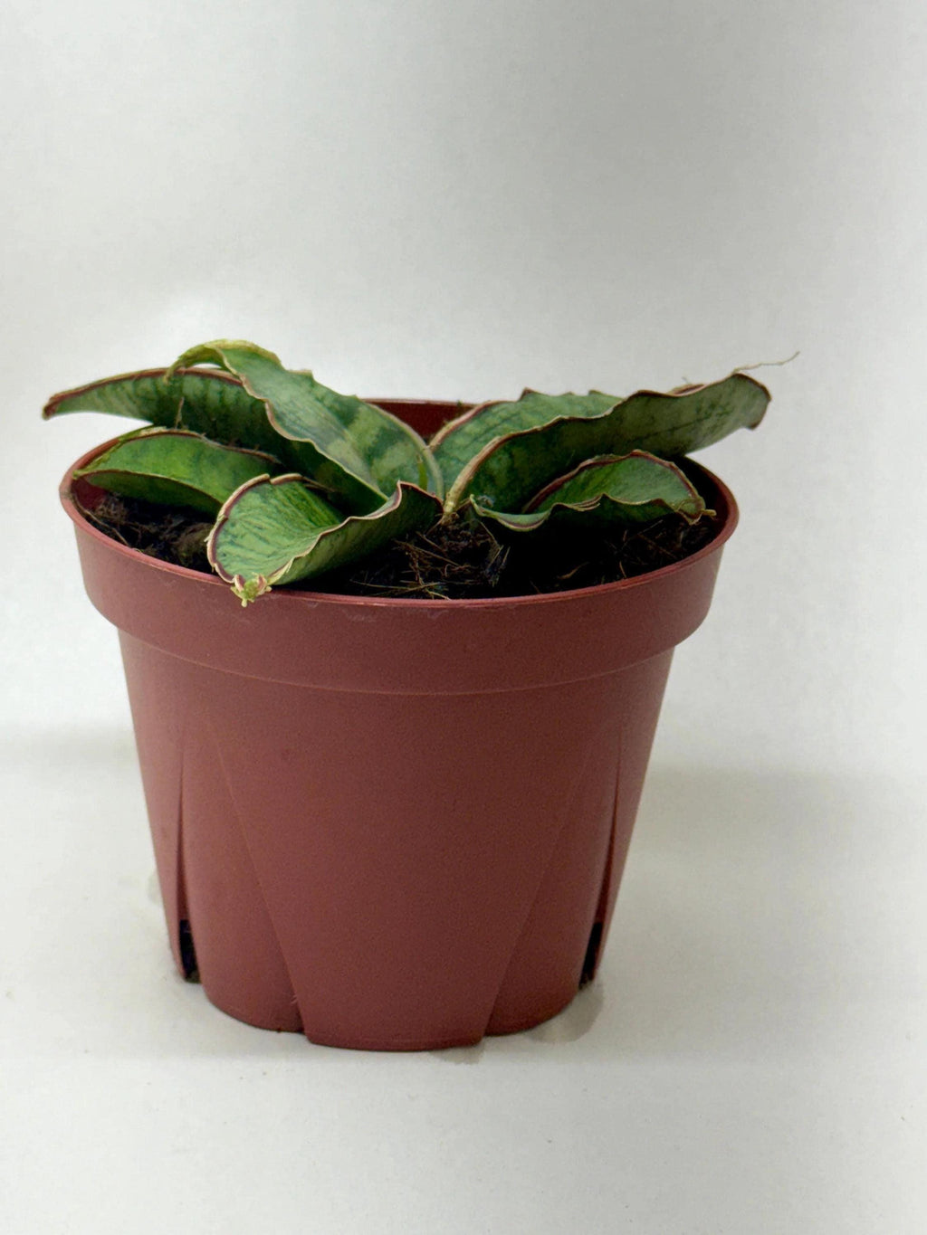 Snake Plant 'Silver Blue' 4" Plant 4" Pot Austin Jungle Co.