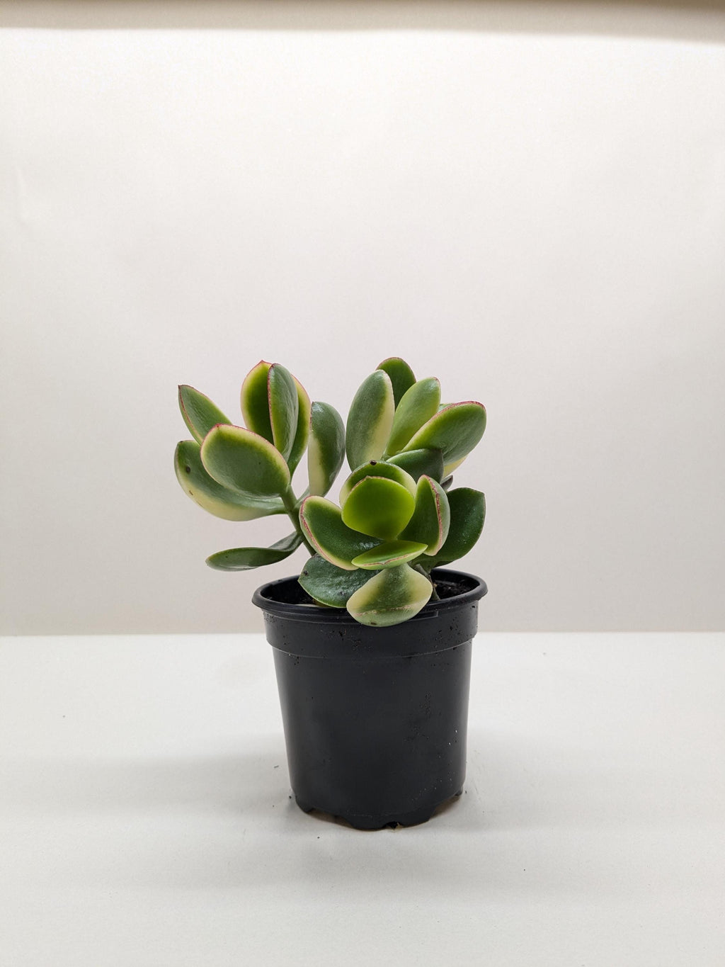 Succulent Crassula Jade Variegated Succulent 4" Pot Austin Jungle Co.