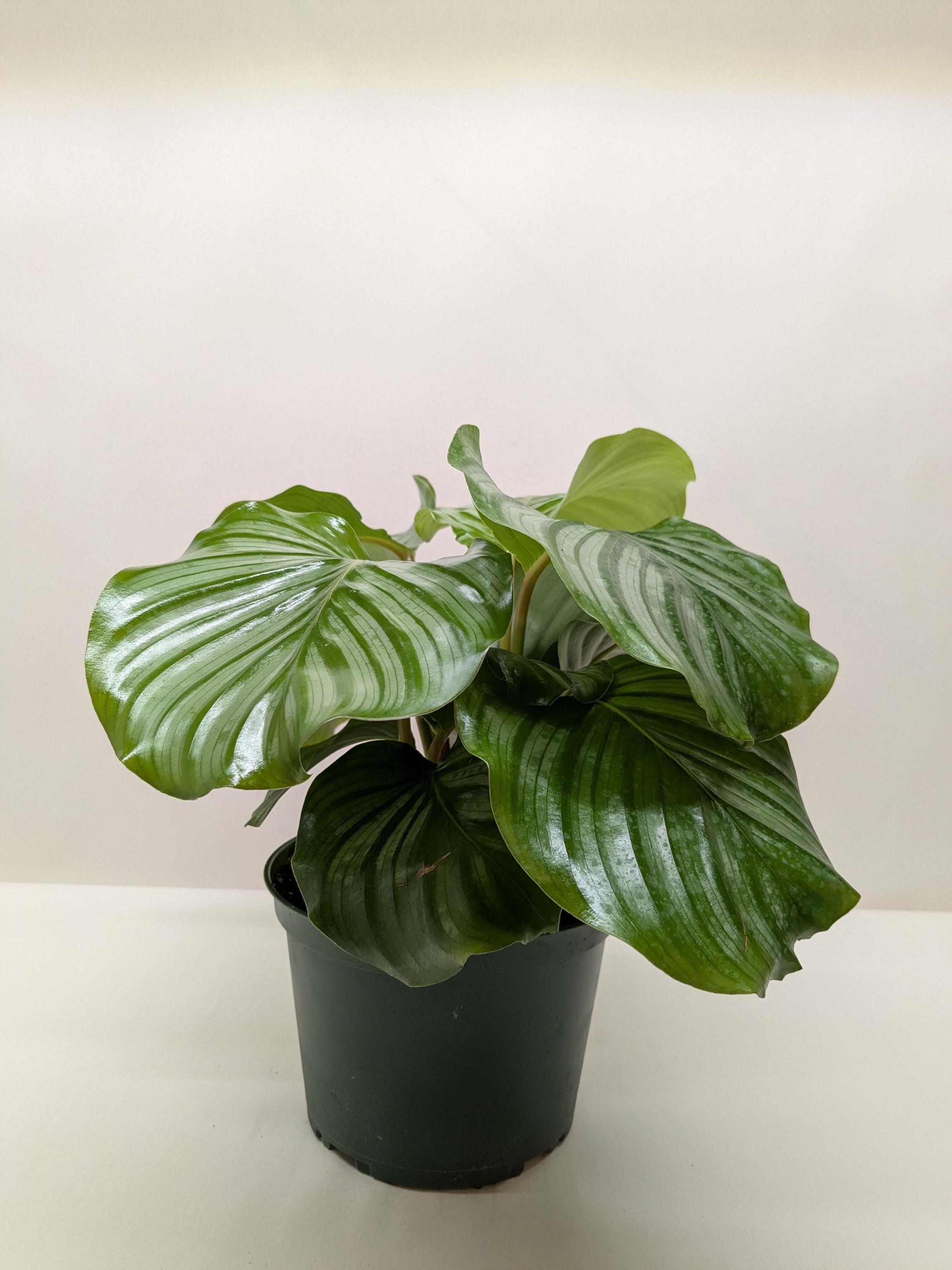 Calathea 'Orbifolia' Indoor Plants 4" Pot Austin Jungle Co.