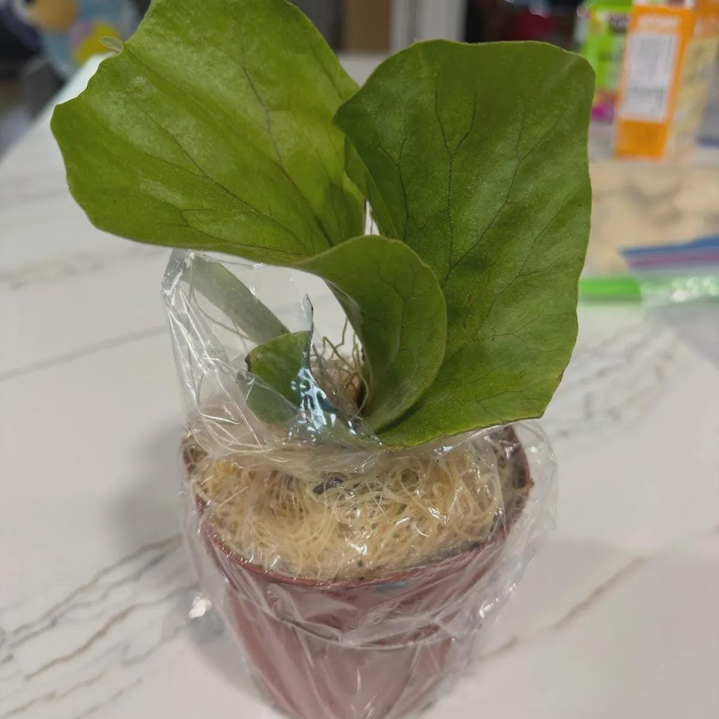 Fern 'Elephant'