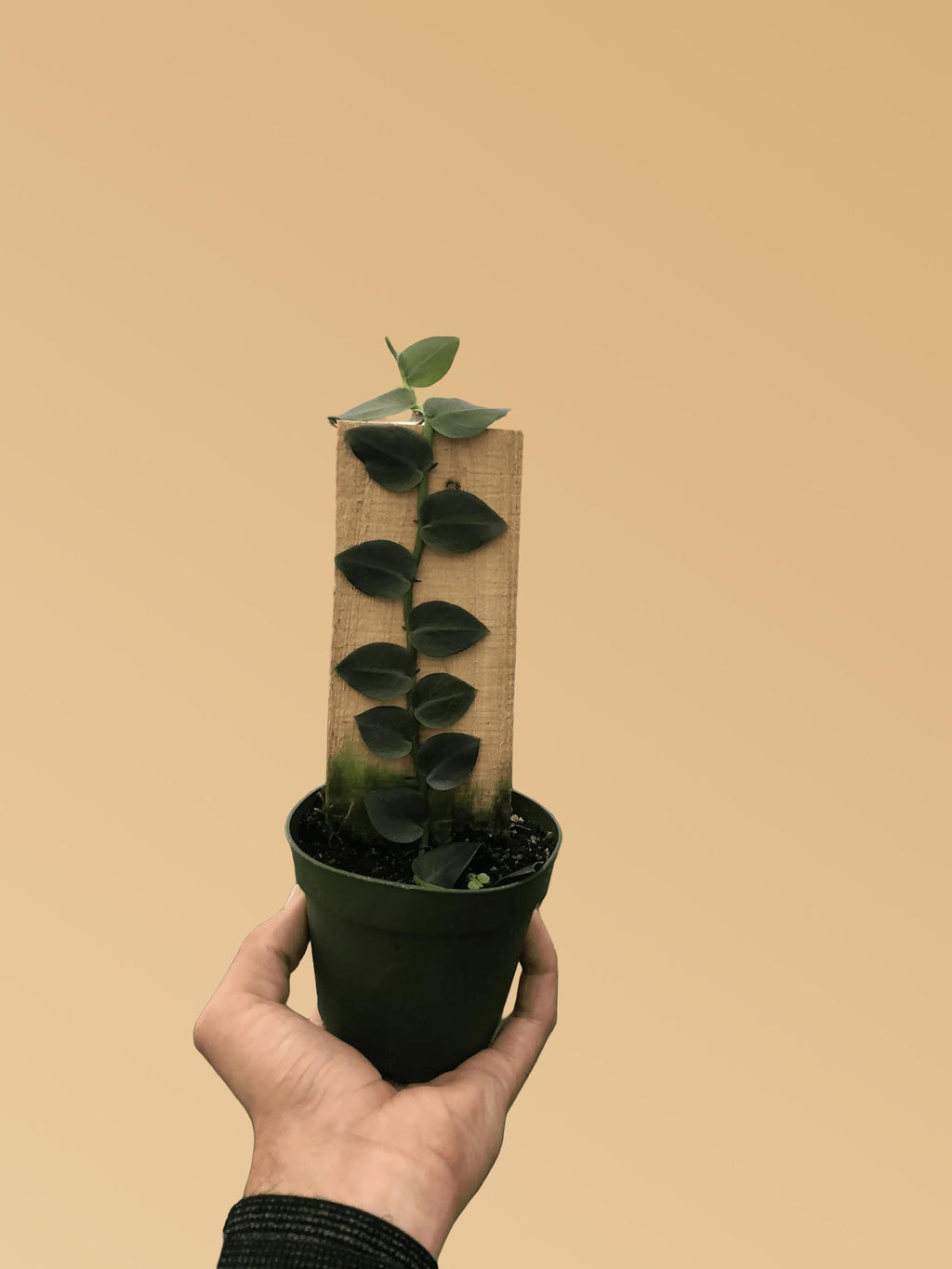Rhaphidophora 'Hayi' (Shingle Plant) Indoor Plants 4" Pot Austin Jungle Co.