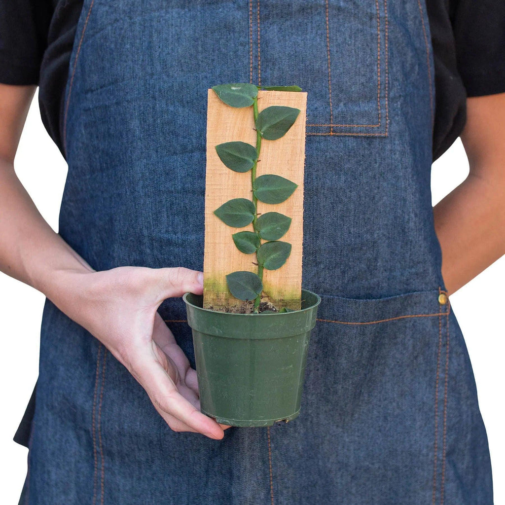Rhaphidophora 'Hayi' (Shingle Plant) Indoor Plants 4" Pot Austin Jungle Co.