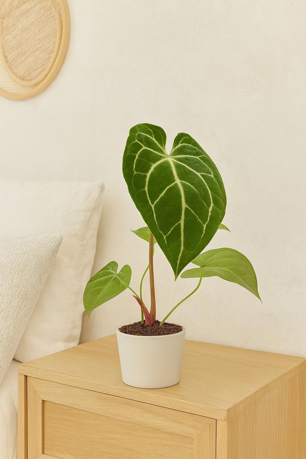 Anthurium Crystallinum Indoor Plants 2" Pot Austin Jungle Co.